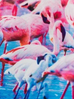 MC2 Saint Barth FLAMINGO WATER Badeshorts Mit Flamingo-Print Herren 7 MC2 Saint Barth FLAMINGO WATER Badeshorts Mit Flamingo-Print Herren -MC2 Saint Barth Geschäft 16410677 31649843 600